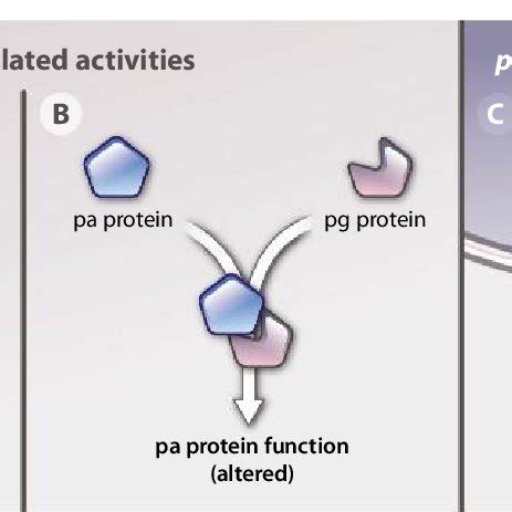 Types of pseudogenes. (A) Nonprocessed pseudogenes derive from gene... | Download Scientific Diagram