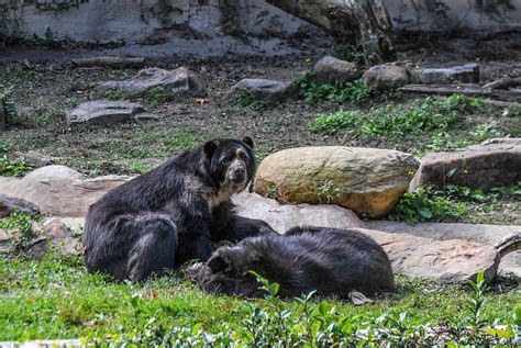 What to do in Baton Rouge: The Baton Rouge Zoo