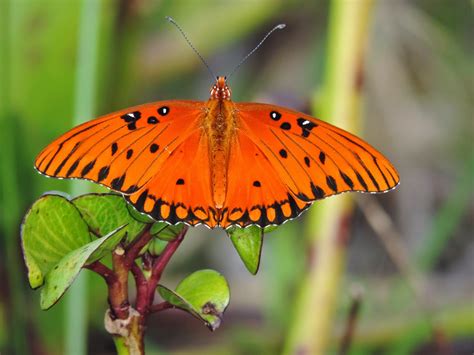 Steve's Birds: March 2015 Florida butterflies