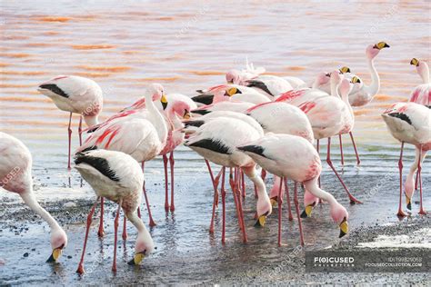 Bolivia, flamingos on the pebble beach of the Laguna Colorada — terrain ...