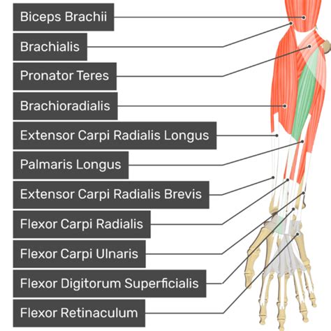 Flexor Carpi Radialis | GetBodySmart