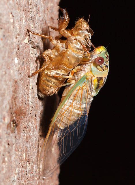 Cicada shedding skin | Cicada, A bug's life, To my daughter