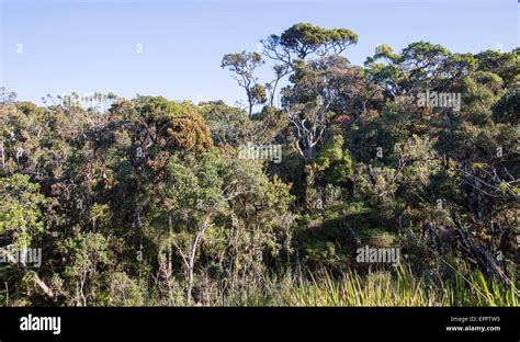 Cloud forest environment Horton Plains national park, Sri Lanka, Asia ...