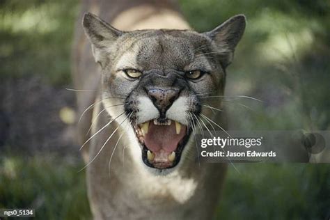 134 Mountain Lion Growl Stock Photos, High-Res Pictures, and Images - Getty Images