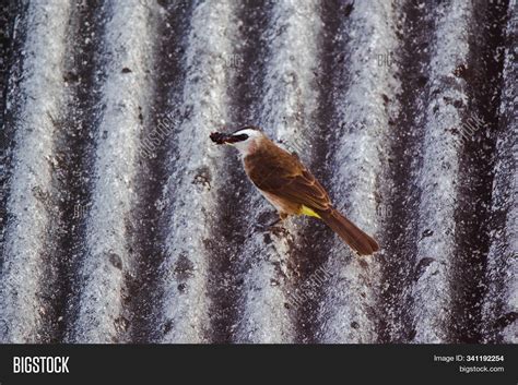 Yellow-vented Bulbul ( Image & Photo (Free Trial) | Bigstock