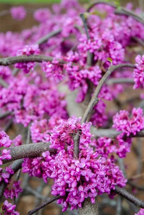 5 Reasons to Plant a Texas Redbud Tree - Native Backyards