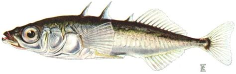 The Dish on Fish: Stickleback Trivia