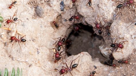 How to distinguish and eliminate fire ant mounds from other pests in ...