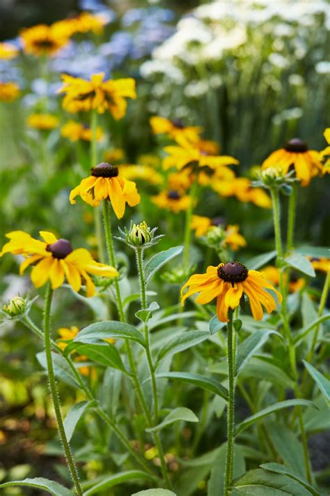 Rudbeckia Flower Seeds – Veggie & Flower Garden Seeds