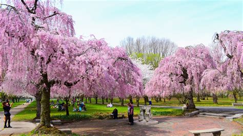 Experience Fairmount Park's cherry blossoms at a pop-up with food, drink, and fun