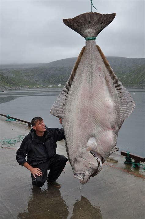 515-Pound Atlantic Halibut – The Story of Size