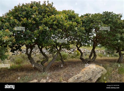 Mastic tree or Pistacia lentiscus growing on the island of Chios; Greece Stock Photo - Alamy