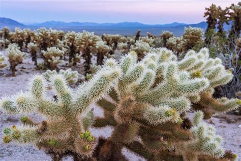 Cholla Cactus Garden - Joshua Tree, CA [OC][1999x1333] : r/EarthPorn