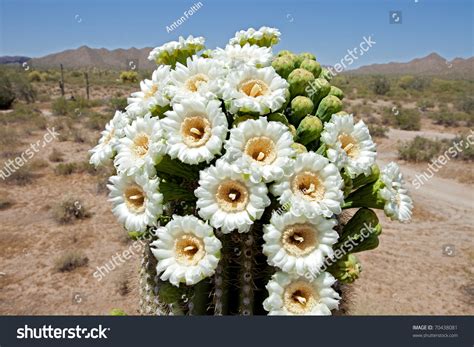 Close Up Of Saguaro Blossom. Stock Photo 70438081 : Shutterstock