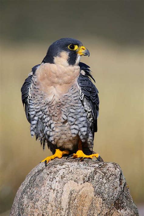 British Birds Of Prey | Identification Guides | Bird Spot