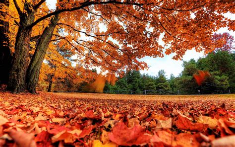 Autumn Leaves Backgrounds - Wallpaper Cave