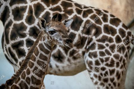 Prague Zoo presents baby Nubian giraffe Stock Photos (Exclusive ...