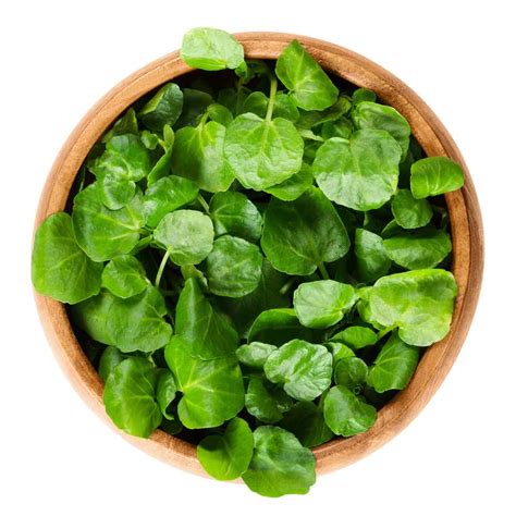 Watercress Seeds - Nasturtium Officinale Herb Plant Seed