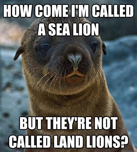 Awkward Sea Lion Meme