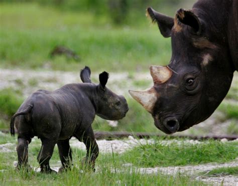 World Rhino Day 2015: Rhinoceroses in numbers