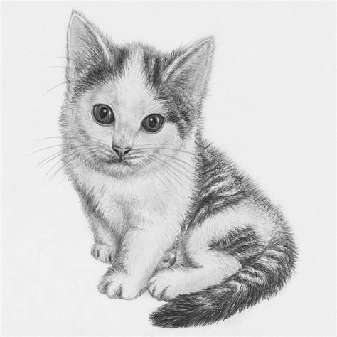25+ Cat Drawing Easy With Colour - Aleya Wallpaper
