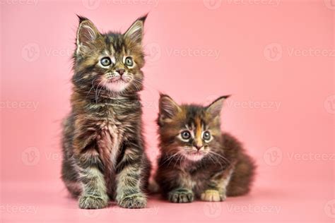 Maine coon tortoiseshell kittens 9755232 Stock Photo at Vecteezy