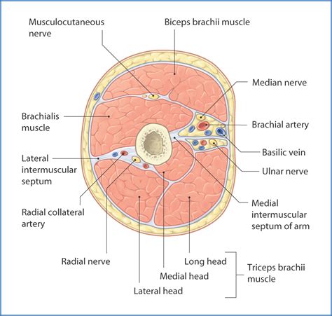 Arm | Basicmedical Key