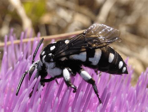 Cuckoo Bee l Fascinating Parasite - Our Breathing Planet