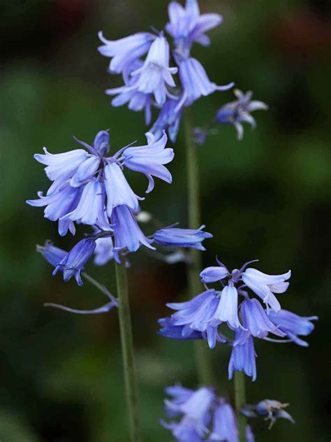 Bluebells Flower Meaning Symbolism - Home Alqu