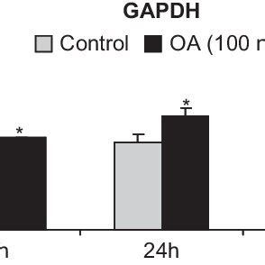 GAPDH gene expression after OA exposure for 3, 24, and 48 h. Bars ...