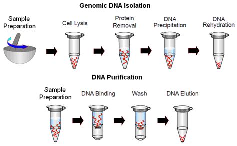 Dual-System Plant DNA Isolation Kit (100 rxn) - FairBiotech-Treat the Earth Fairly