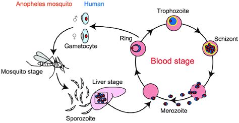 Plasmodium Falciparum Life Cycle Stages
