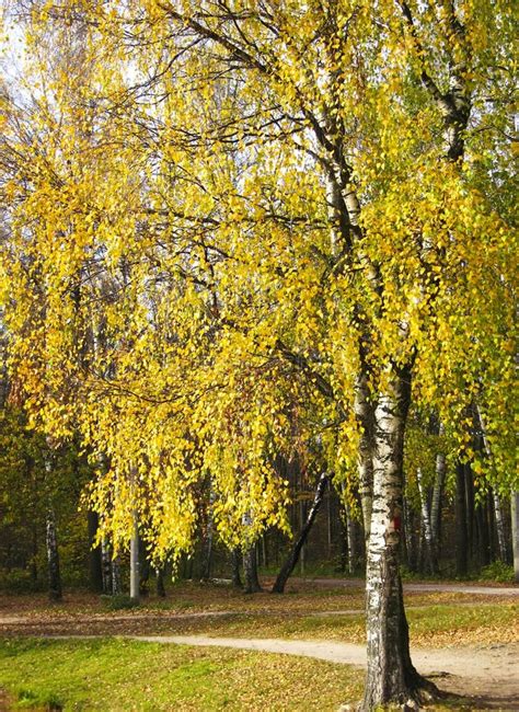 Arbre de bouleau jaune photo stock. Image du bois, saison - 18157736