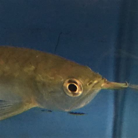 Silver arowana pair unsexed for sale - Exotic Fish Shop - 774-400-4598