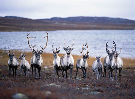 Baffin Island & West Greenland Expedition Voyage for wildlife and ...