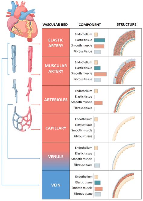 Structure of vascular system. Comparison of the walls of an elastic... | Download Scientific Diagram