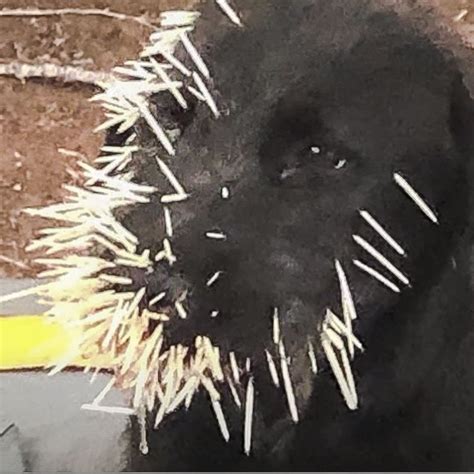 Porcupine quills can kill a dog – Michael Broad