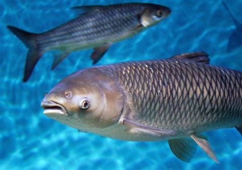 Invasive Species: Why Are Asian Carp a Problem?