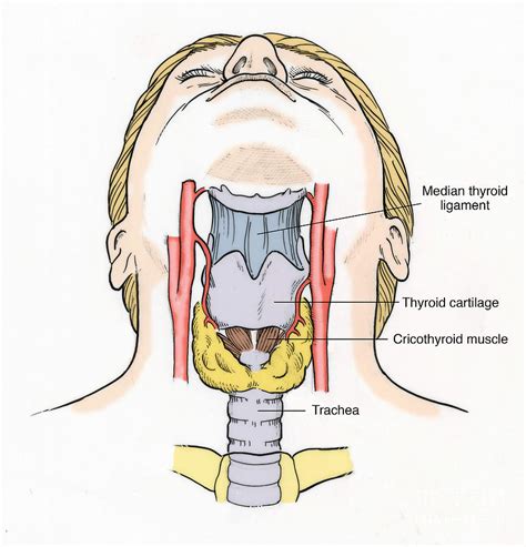 Illustration Of Throat Anatomy Photograph by Science Source