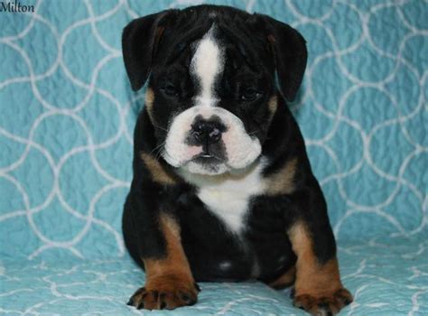 AKC BLACK TRI ENGLISH BULLDOG PUPPIES AVAILABLE for Sale in Corbin, Kentucky Classified ...