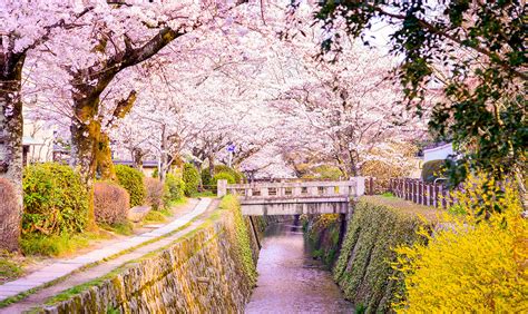 See-cherry-blossoms-Japan-sakura-Kansai-The-Philosophers-Path - Gaya Gaul