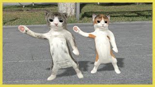 dancing cats video | FunnyCat.TV