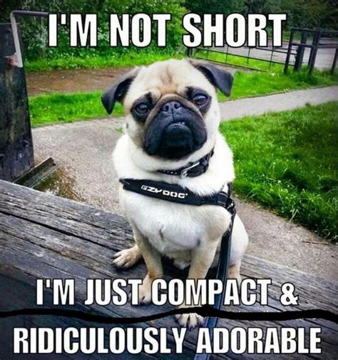 14 Funny Pug Memes That Will Make You Happy! - Page 2 of 3 - PetPress