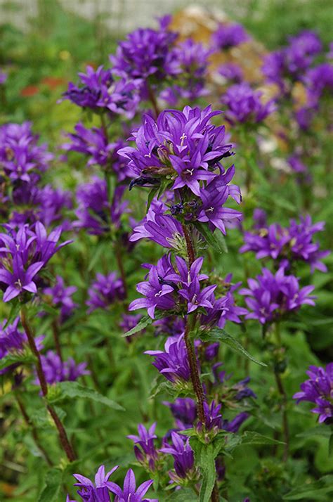 Clustered Bellflower (Campanula glomerata) in Denver Centennial Littleton Aurora Parker Colorado ...