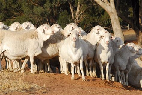 Australian Dorper Sheep – Cluny Livestock Exports Pty Ltd