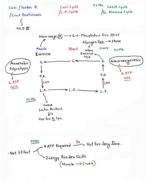 Cori cycle - TCML - The Charsi of Medical Literature