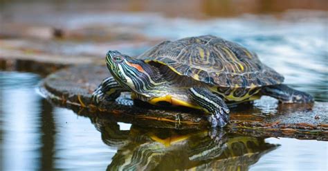 River Turtle Animal Facts | AZ Animals