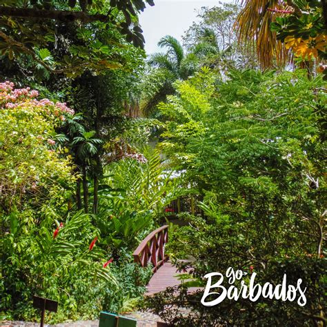 Andromeda Garden | Botanical gardens, Visit barbados, Cool places to visit