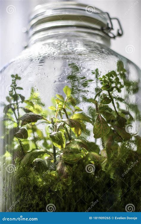 Plants in a Closed Glass Bottle. Terrarium Jar Small Ecosystem Stock ...