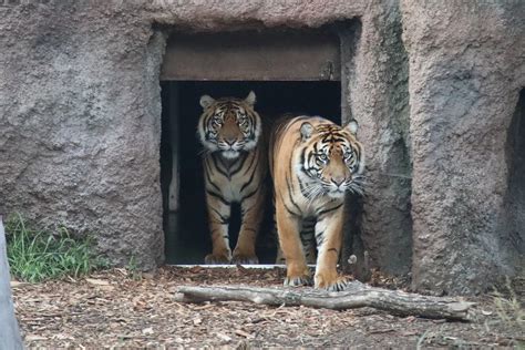 Topeka Zoo offering Summer Safaris